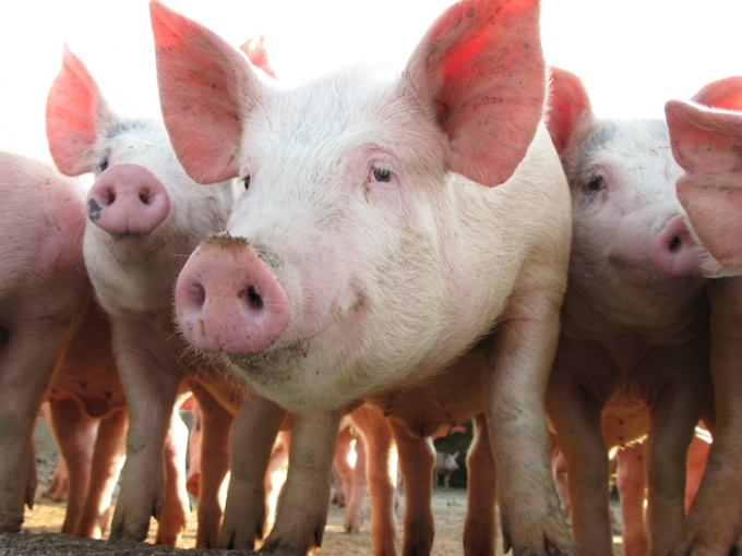 research-underpins-sustainable-pig-production-devenish-nutrition